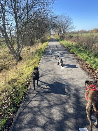 Trois chiens en laisse s'engagent sur un chemin bordé d'arbres nus, un matin d'hiver au ciel dégagé.