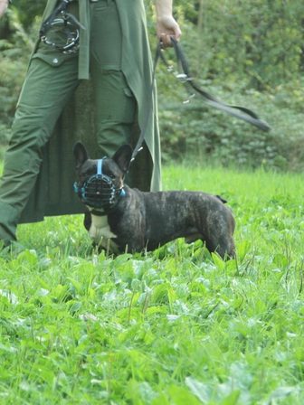 Un bouledogue français bringé, muselière bleue en panier, se tient calme dans l'herbe haute aux pieds de l'éducatrice, la longe détendue.
