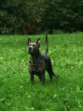 Un chien gris en harnais, oreilles dressées et queue levée, attend debout au milieu d'une prairie, le regard tourné vers le haut.