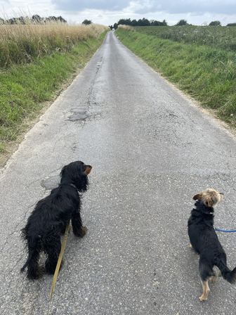 Deux chiens, un cocker noir et un petit chien fauve, marchent côte à côte en longe sur une route rectiligne bordée de champs.